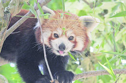 Roter Panda im Tierpark Herberstein
