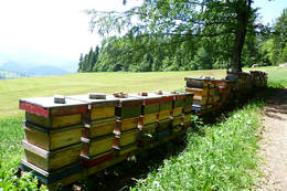 Neben Wald und Wiesen stehen die Bienenvölker von der Imkerei Kreiner