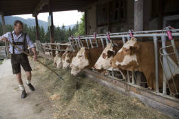 Ochsen füttern im Stall beim Moarhofhechtl