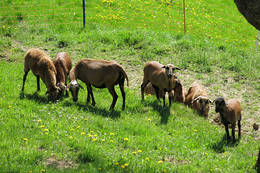 Schafe beim Klein Bachbauer