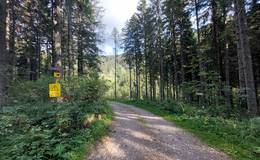 Drachentour Waldweg