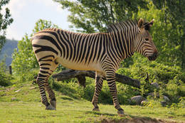 Zebra im Tierpark Herberstein
