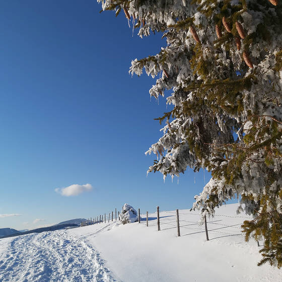 Winterliche Landschaft auf der Sommeralm.