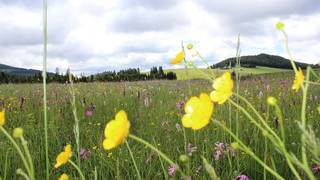 Osser Rundwanderweg Wanderurlaub Steiermark