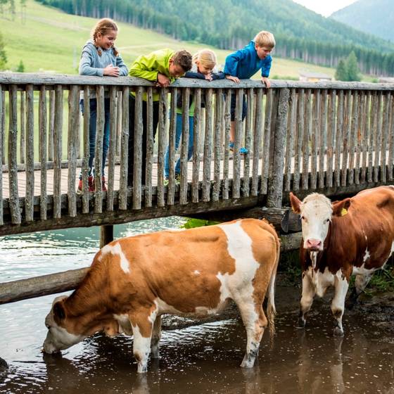 Tierisches Abenteuer auf der Alm.