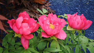 Sulamith Garden theme garden herbst in Styria