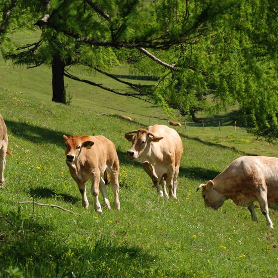 Rinder unter der Lärchenweide