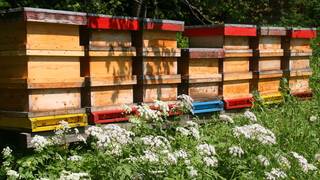Waldlehrpfad / Bienenlehrpfad / Wanderung