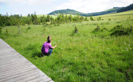 Meadow next to the moor