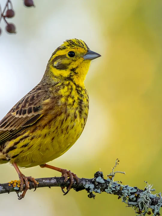 Goldammer aus dem Naturpark Almenland