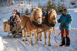 Horse Sleigh Ride on the Teichalm