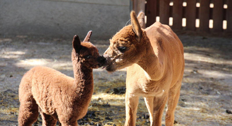 The alpacas in Gasen