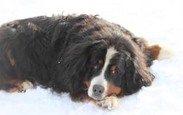 Haushund Josef