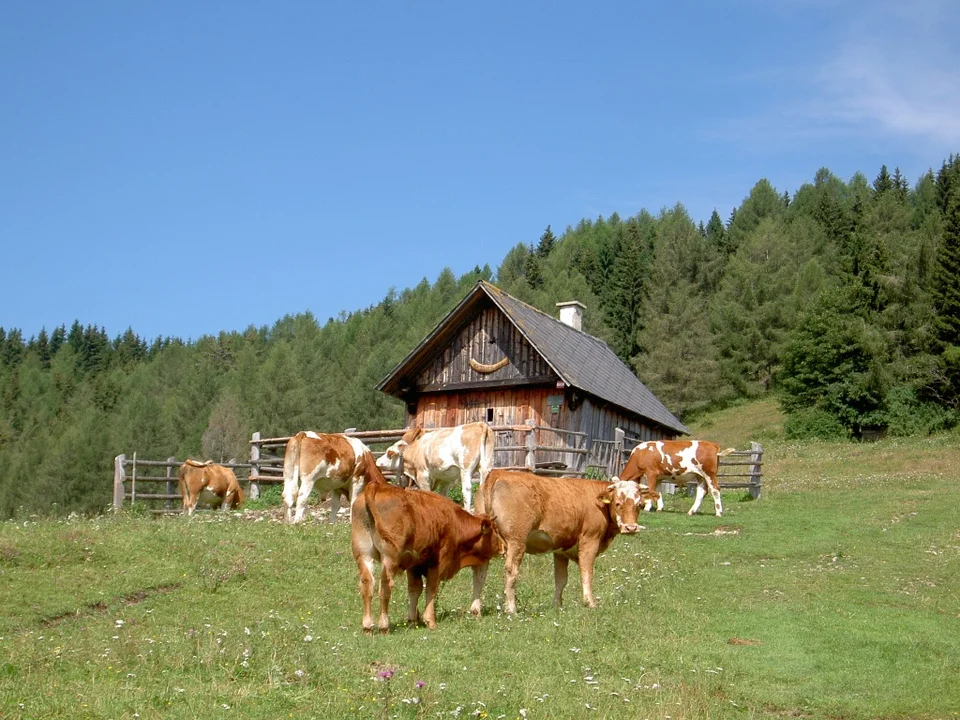 Die urige Hütte auf der Hohenauer Ochsenhalt