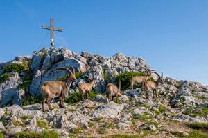 Hochlantschgipfel mit Steinböcken