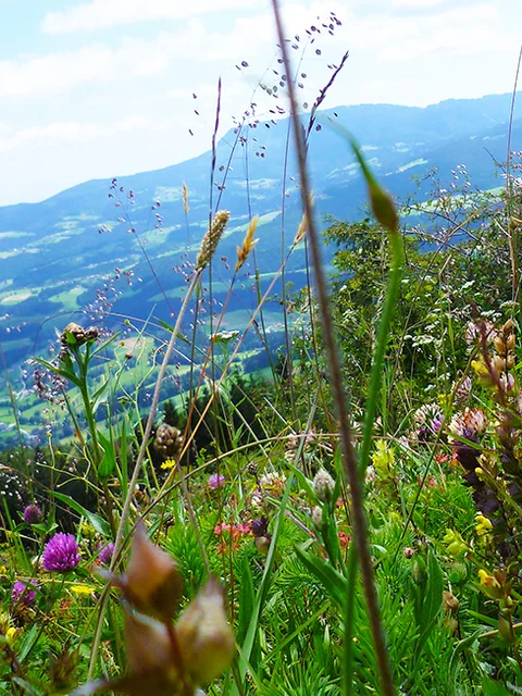 Gerler-Runde