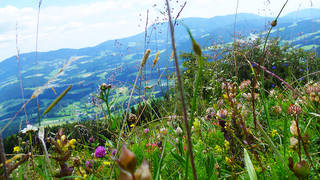 Gerler-Runde von Nechnitz Wanderung im Naturpark