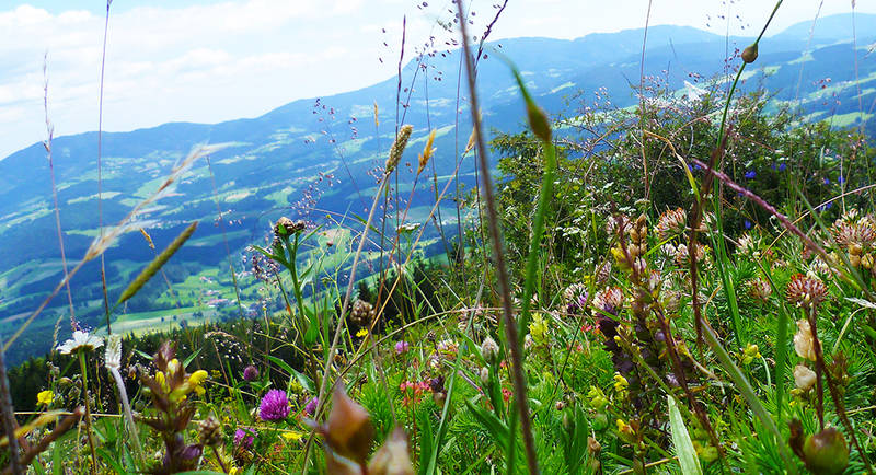 Blumenwiese am Gschaid Nock