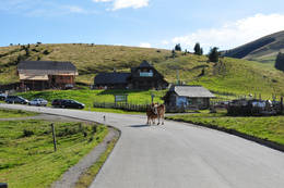 Almwirtschaft auf der Sommeralm im Naturpark Almenland, (C) Rudi Grabner