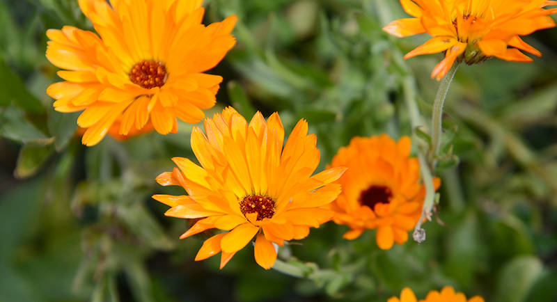 Blumen bei Familie Schroeder