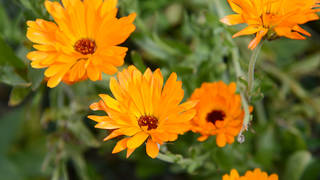 Schroeders Kräuterwerkstatt / Schaugarten