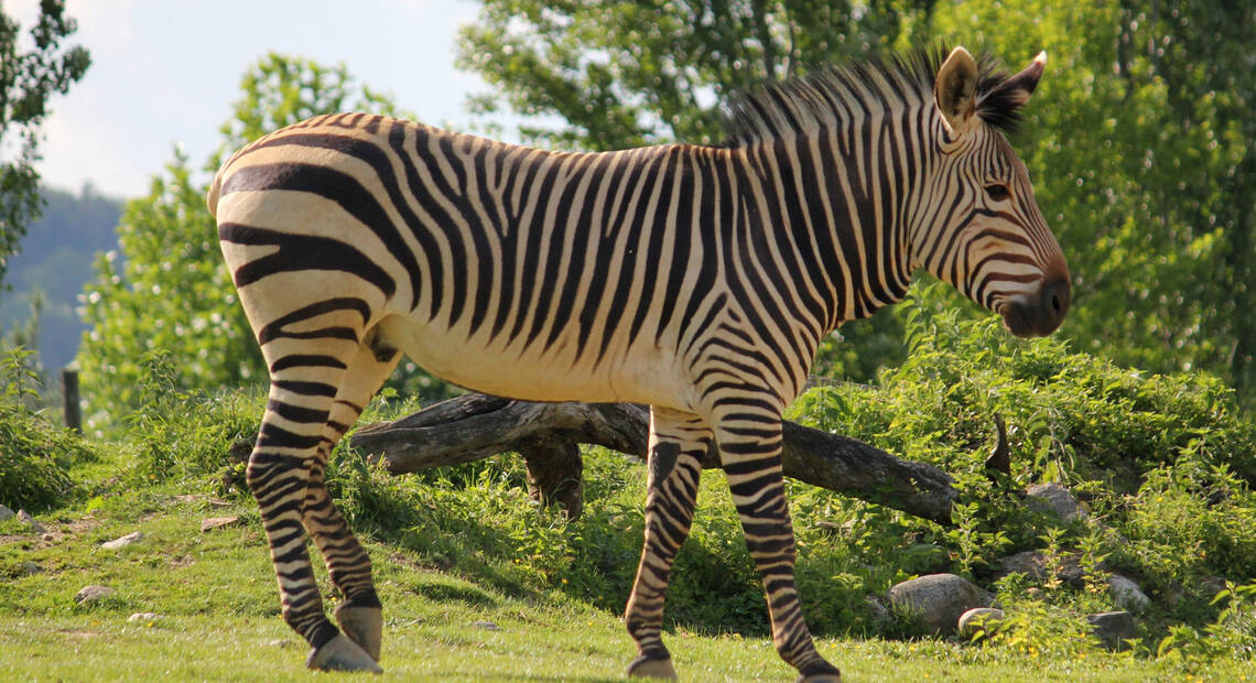 Das Zebra im Tierpark Herberstein.