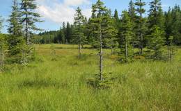 Teichalm Hochmoor