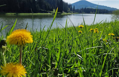 Löwenzahn am Teichalmsee