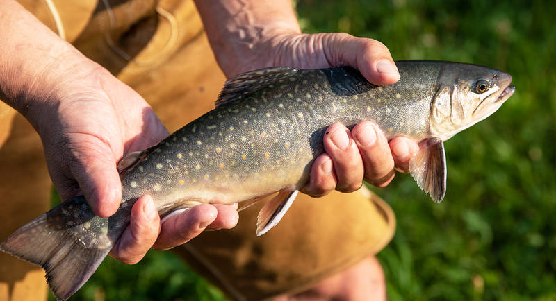The fresh Almenland fish