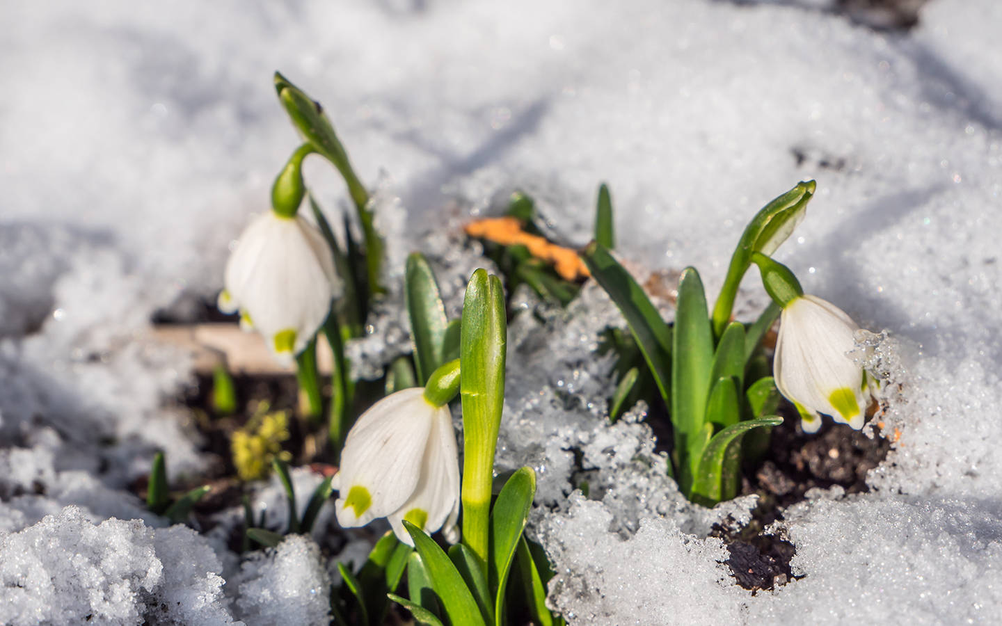 Frühlingsknotenblume