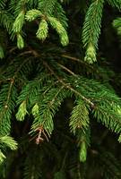 Frische Triebe eines Nadelbaumes, alias das Maiwipferl