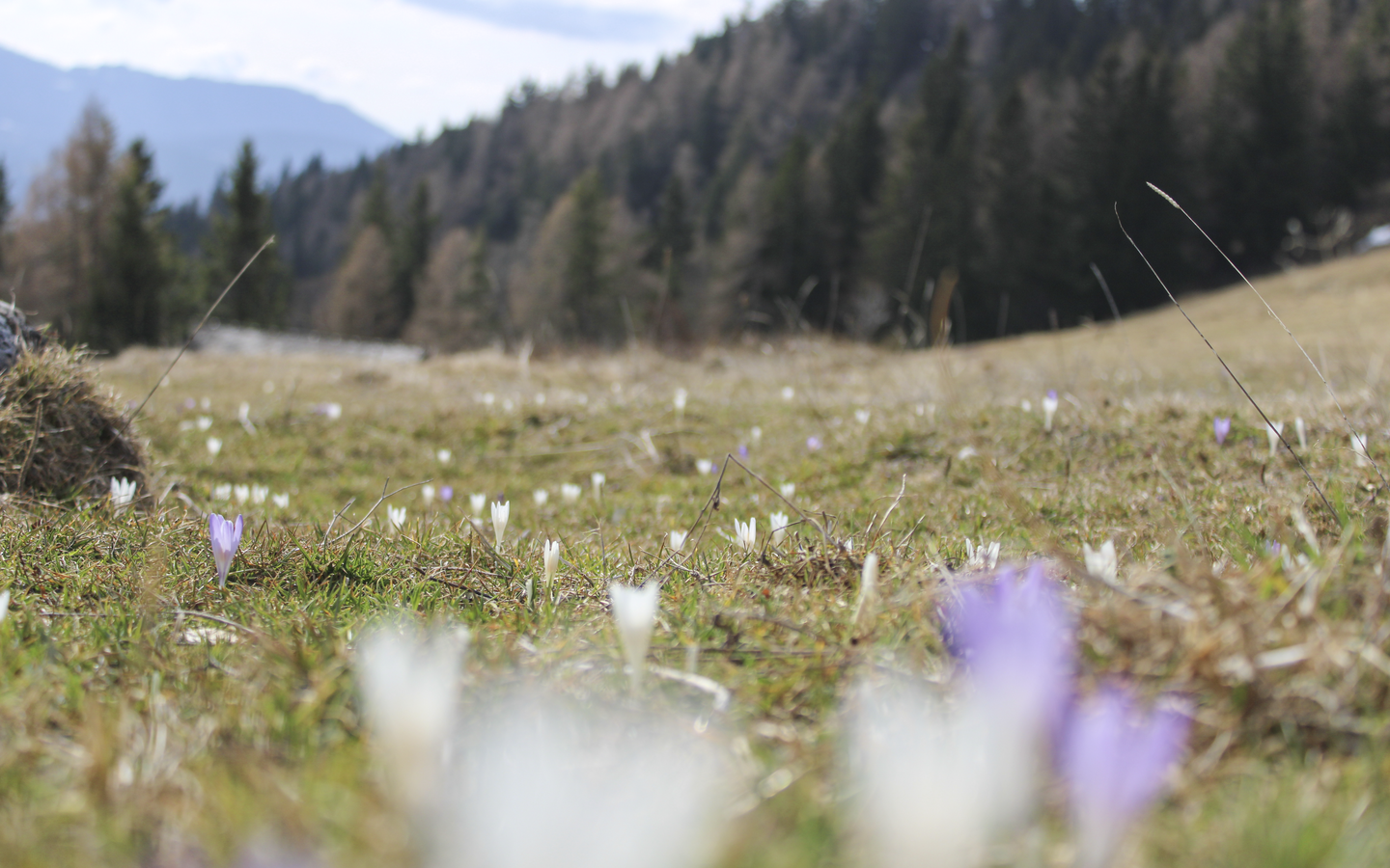 Krokusblüte auf dem Gschaidberg.