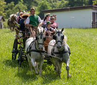 Zugpferdetreffen Zweigespann