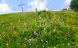 Blumenwiese am Gschaid Gipfel mit Gipfelkreuz