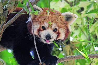 Roter Panda im Tierpark Herberstein
