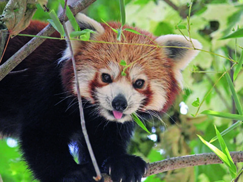 Roter Panda im Tierpark Herberstein.