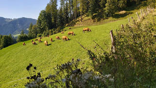 Hofbauer Alm-Runde / Breitenau / Wanderung