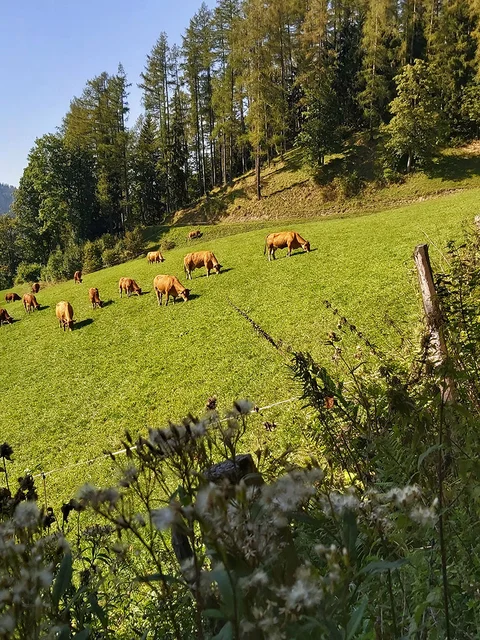 Hofbauer Alm-Runde