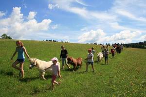 Minipony walking to the dandelion event in the Nature Park Almenland