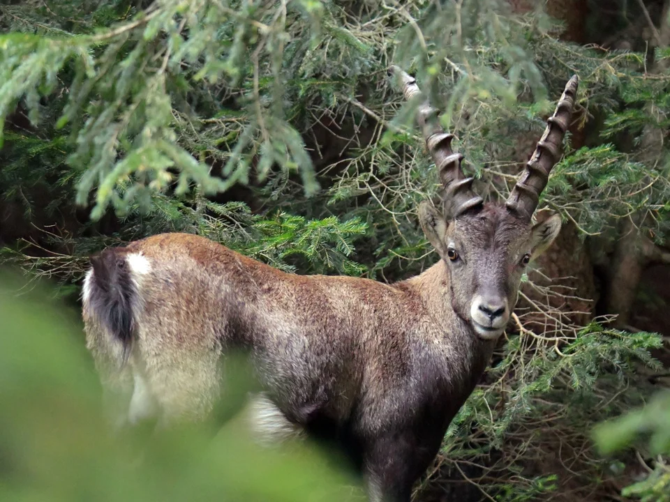 Steinbock im Gebüsch