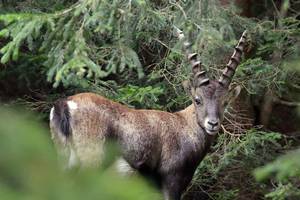 Steinbock im Gebüsch