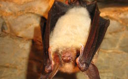 Mausohr-Fledermaus