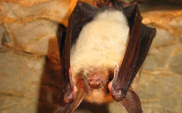 Mausohr-Fledermaus