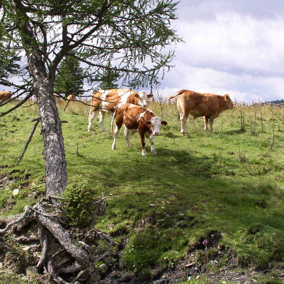 ALMOs auf der Föhrenweide