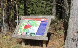 Vogelbeer-Infotafel