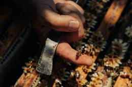 Bienen bei der Almenland Imkerei Kreiner im Naturpark Almenland.