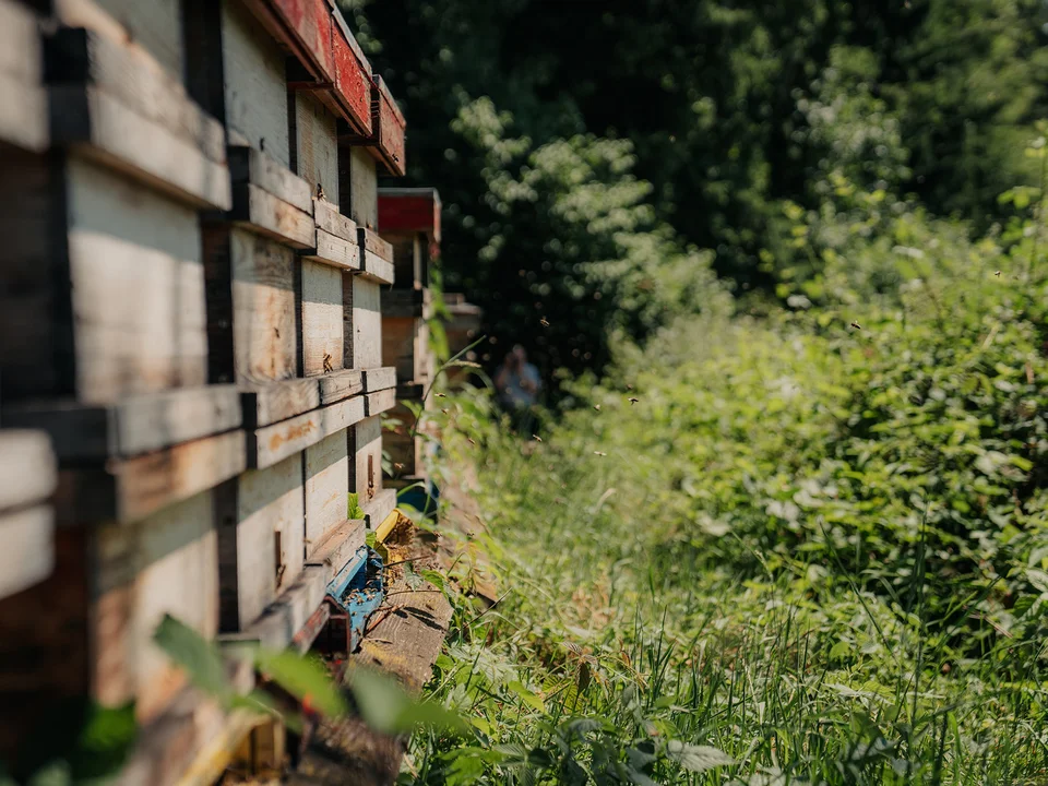 Die Bienenstöcke von der Imkerei Kreiner in Passail.