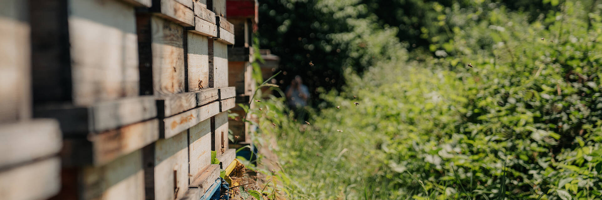 Bienenstöcke von der Imkerei Kreiner in Passail.