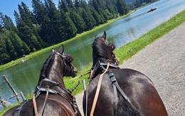 Kutschenfahrten auf der Teichalm mit der Familie Friedl im Naturpark Almenland