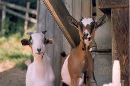 Goats at the farm 